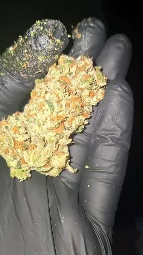 Sweetopia - Paradise Seeds