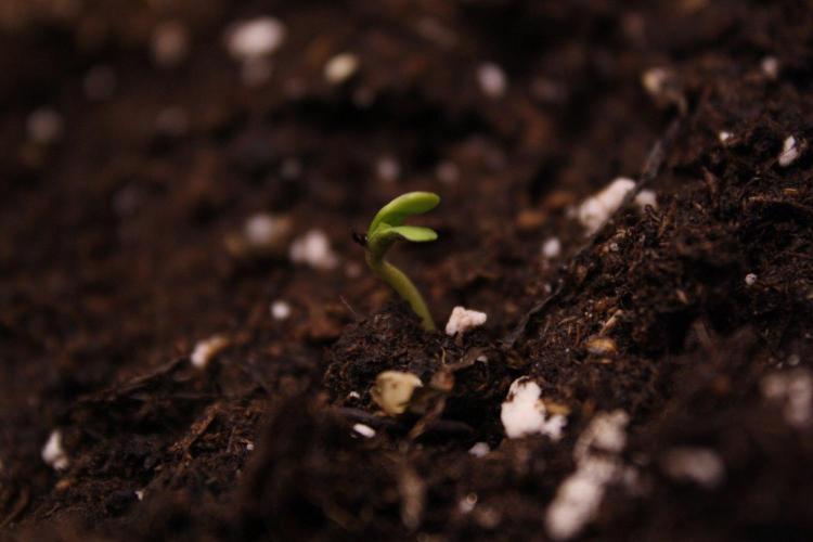 AK47 - Serious Seeds - Fem. Week 0 - Day 0!