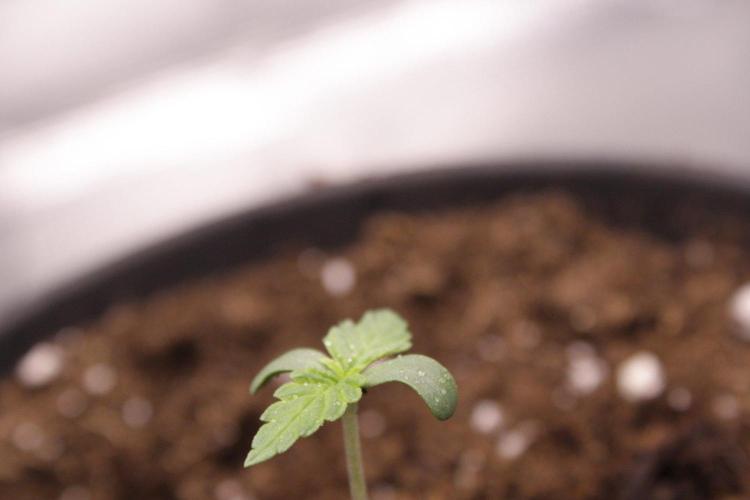 AK47 - Serious Seeds - Fem. Week 1 - Day 3