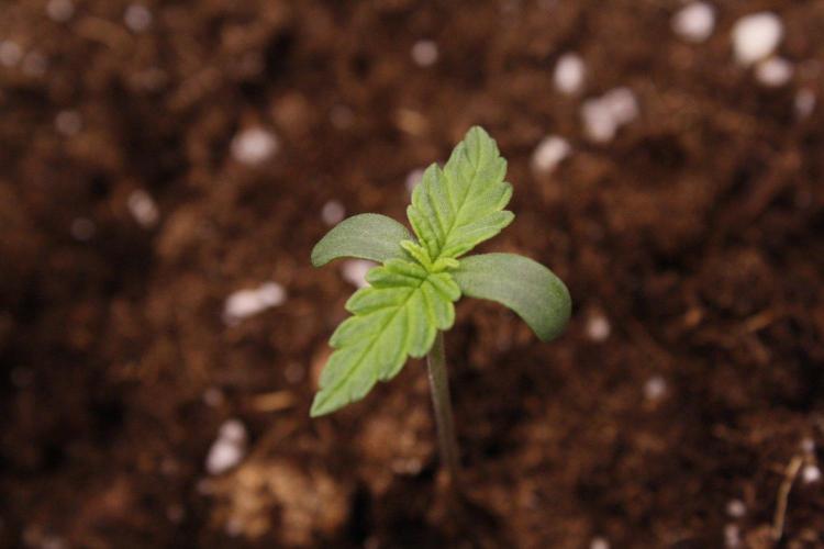 AK47 - Serious Seeds - Fem. Week 1 - Day 3