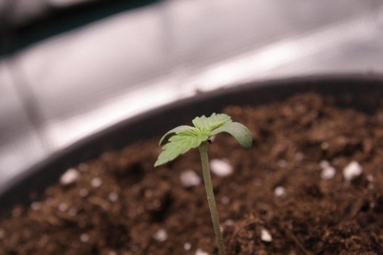 AK47 - Serious Seeds - Fem. Week 1 - Day 3