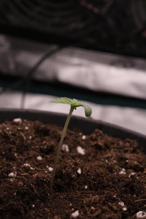AK47 - Serious Seeds - Fem. Week 1 - Day 3