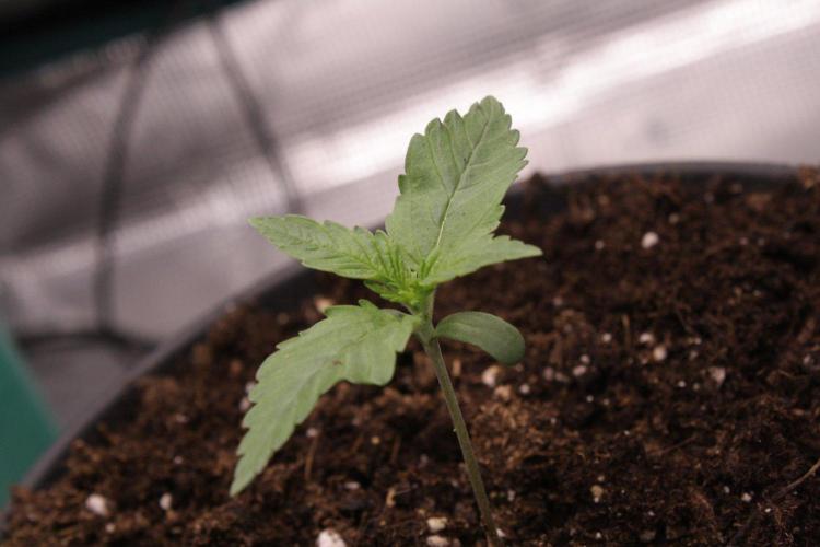 AK47 - Serious Seeds - Fem. Week 1 - Day 6