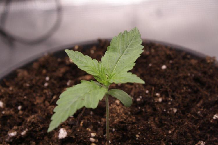 AK47 - Serious Seeds - Fem. Week 1 - Day 6