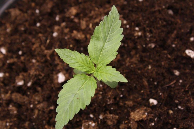 AK47 - Serious Seeds - Fem. Week 1 - Day 6