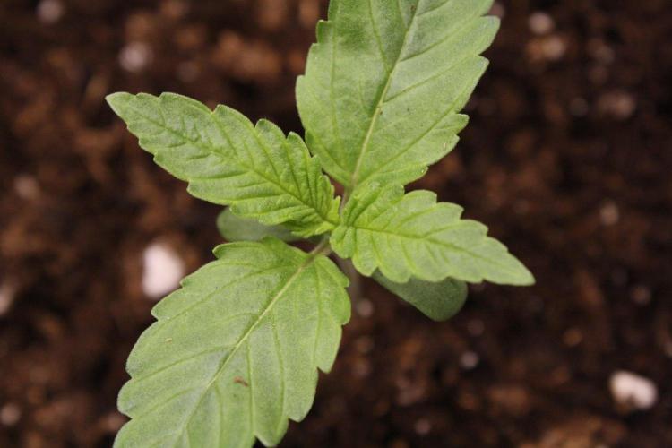 AK47 - Serious Seeds - Fem. Week 1 - Day 6