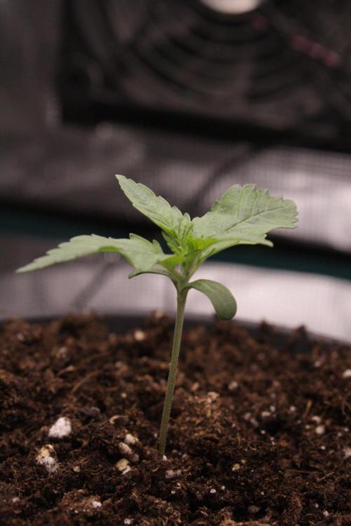 AK 47. Week 1