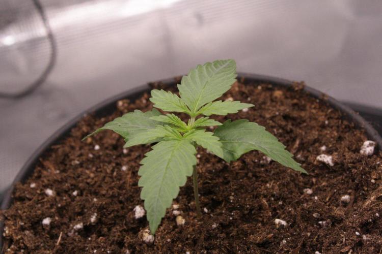 AK47 - Serious Seeds - Fem. Week 2 - Day 9