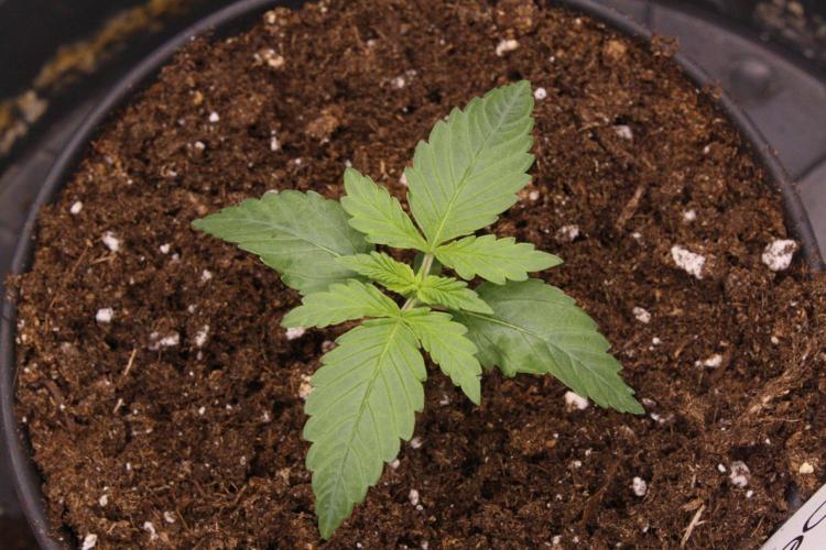 AK47 - Serious Seeds - Fem. Week 2 - Day 9