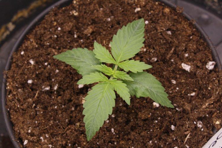 AK47 - Serious Seeds - Fem. Week 2 - Day 9