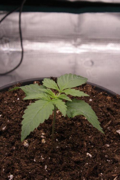 AK47 - Serious Seeds - Fem. Week 2 - Day 9