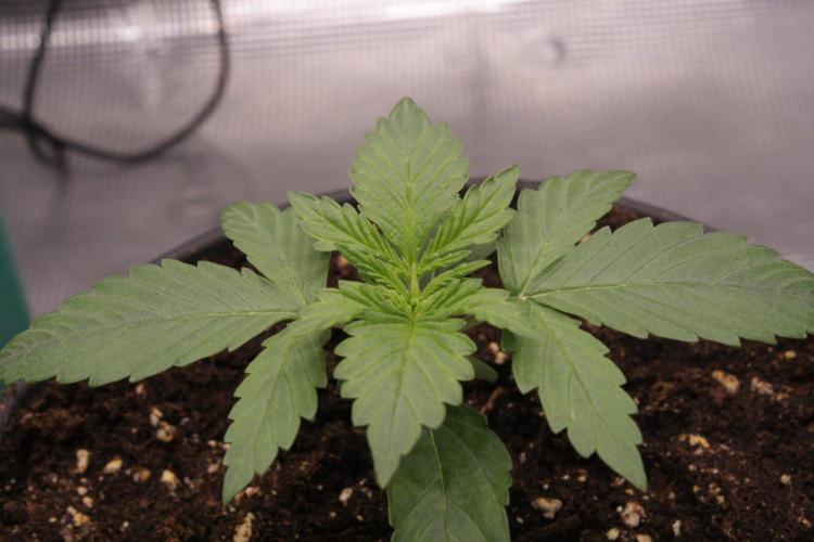 AK47 - Serious Seeds - Fem. Week 2 - Day 11