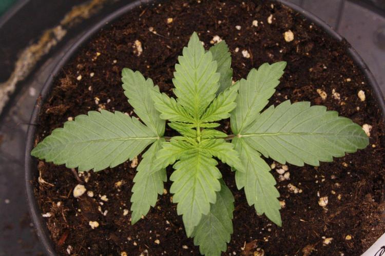 AK47 - Serious Seeds - Fem. Week 2 - Day 11