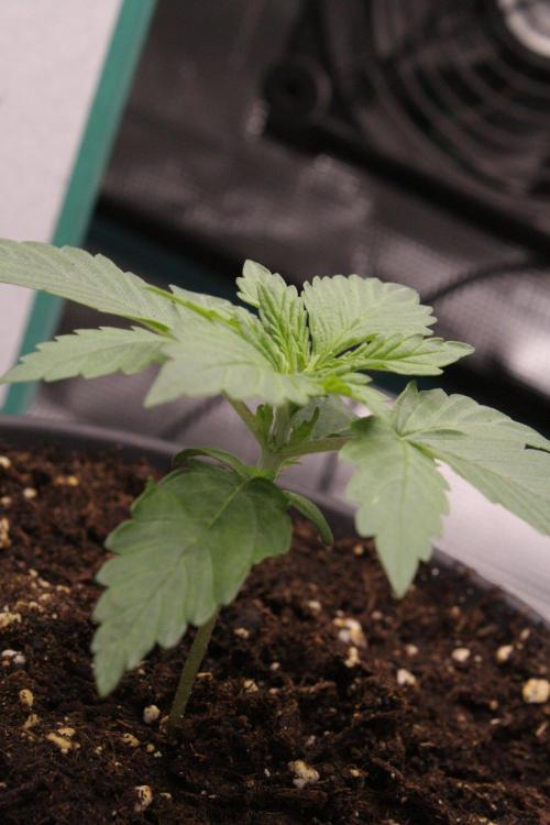 AK47 - Serious Seeds - Fem. Week 2 - Day 11