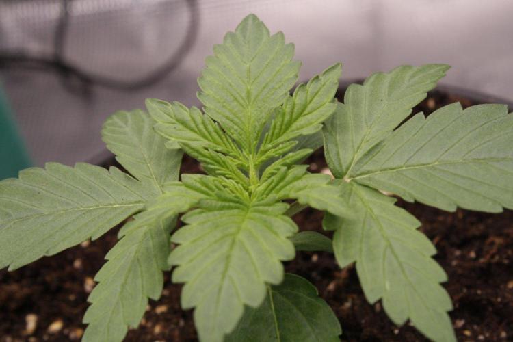 AK47 - Serious Seeds - Fem. Week 2 - Day 11