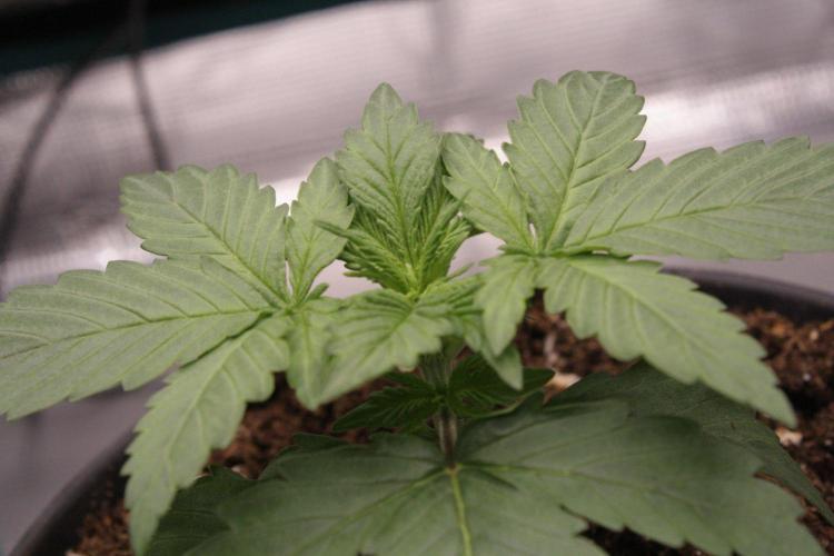 AK47 - Serious Seeds - Fem. Week 2 - Day 13