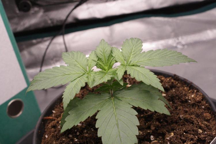 AK47 - Serious Seeds - Fem. Week 2 - Day 13