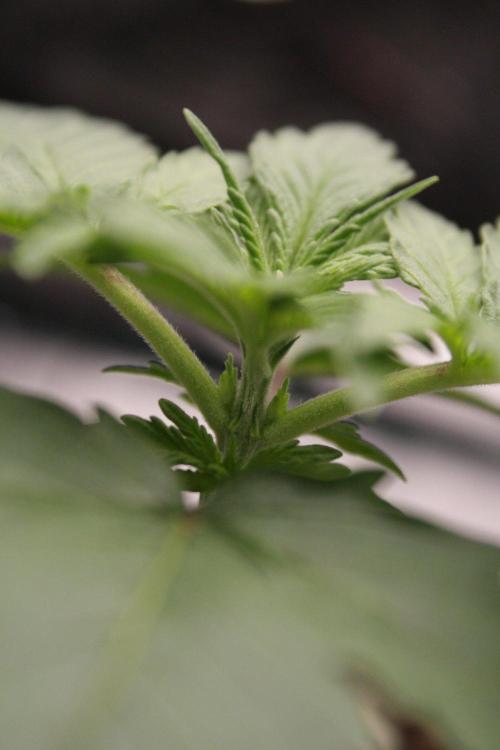 AK47 - Serious Seeds - Fem. Week 2 - Day 13