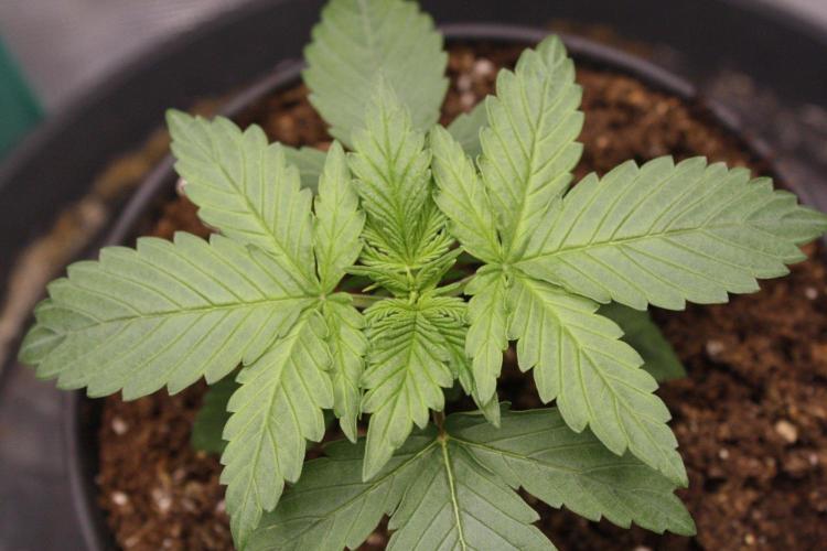 AK47 - Serious Seeds - Fem. Week 2 - Day 13