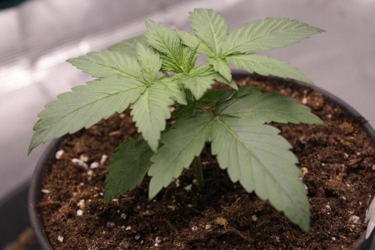 AK47 - Serious Seeds - Fem. Week 2 - Day 13