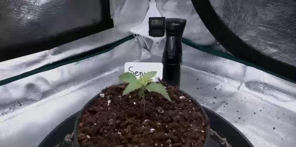AK47 - Serious Seeds - Fem