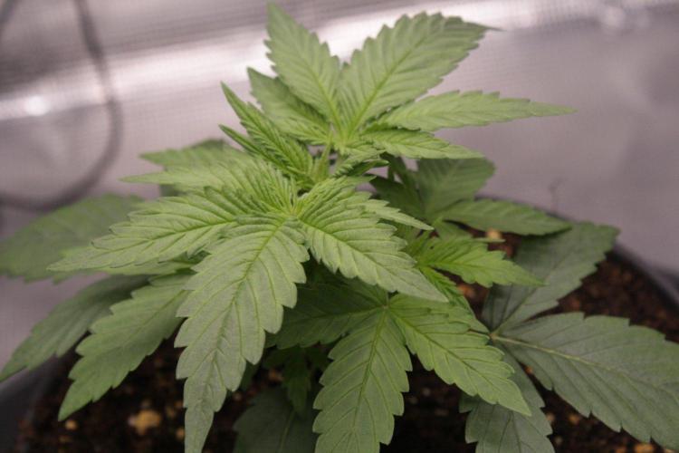 AK47 - Serious Seeds - Fem. Week 3 - Day 17 before transplant