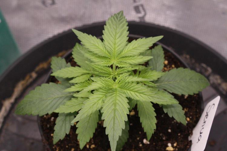 AK47 - Serious Seeds - Fem. Week 3 - Day 17 before transplant