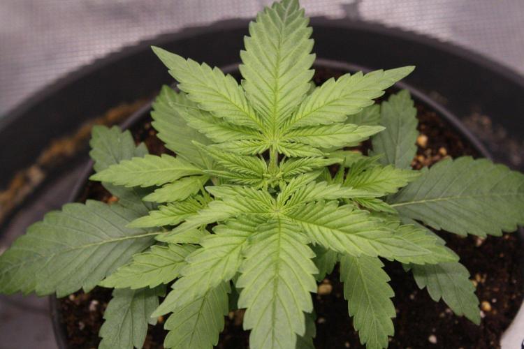 AK47 - Serious Seeds - Fem. Week 3 - Day 17 before transplant