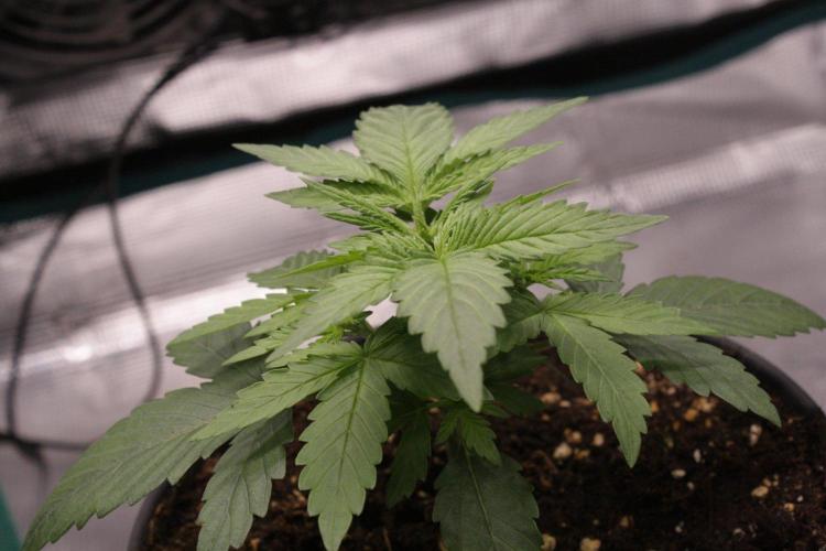 AK47 - Serious Seeds - Fem. Week 3 - Day 17 before transplant