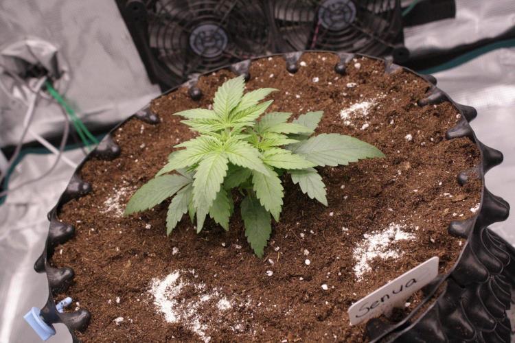 AK47 - Serious Seeds - Fem. Week 3 - Day 17 after transplant