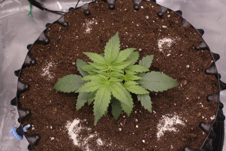 AK47 - Serious Seeds - Fem. Week 3 - Day 17 after transplant