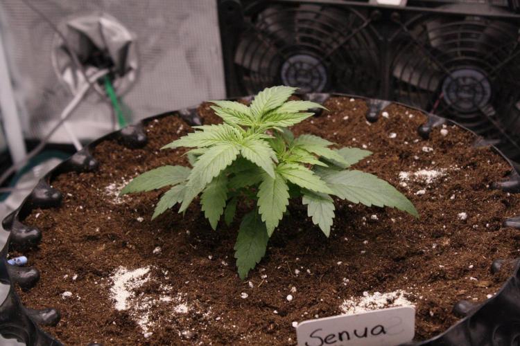 AK47 - Serious Seeds - Fem. Week 3 - Day 17 after transplant