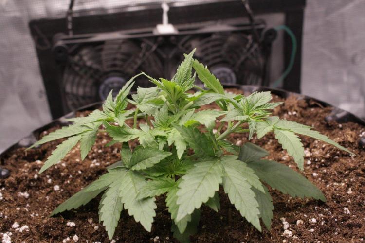 AK47 - Serious Seeds - Fem. Week 3 - Day 20
