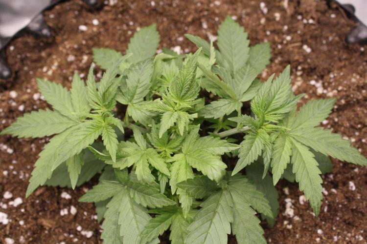 AK47 - Serious Seeds - Fem. Week 3 - Day 20