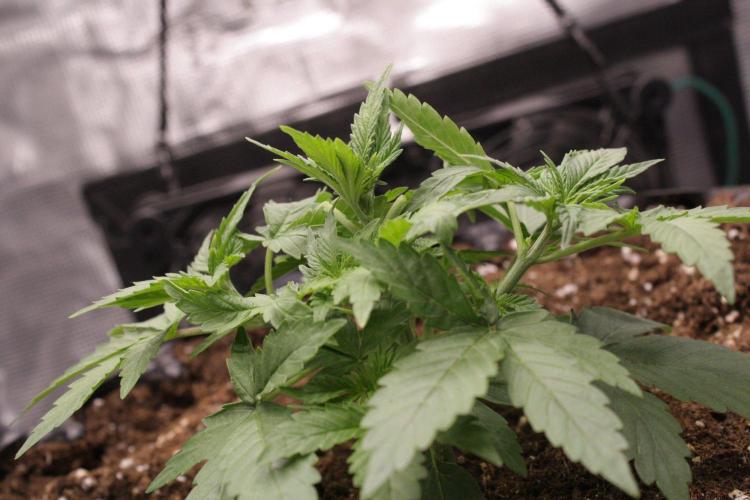 AK47 - Serious Seeds - Fem. Week 3 - Day 20