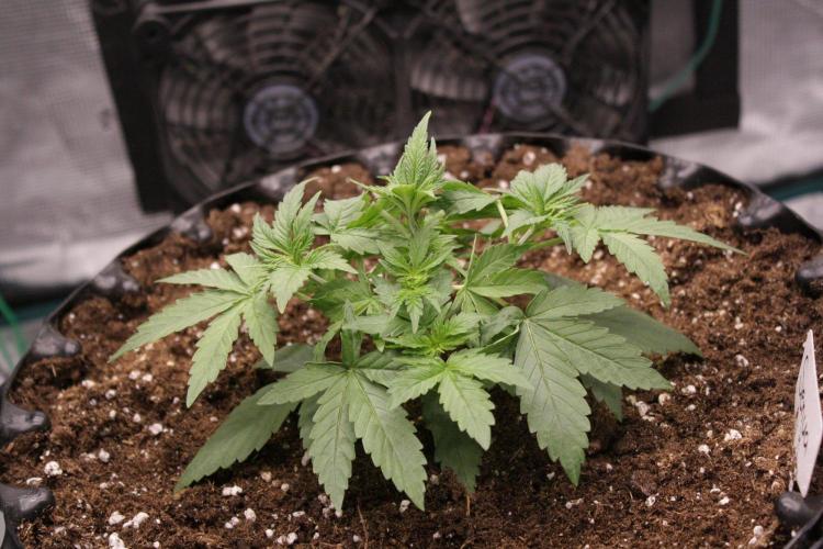 AK47 - Serious Seeds - Fem. Week 3 - Day 20