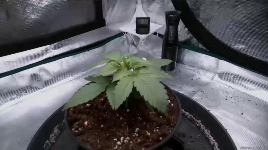 AK47 - Serious Seeds - Fem