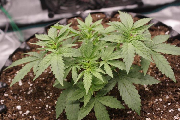 AK47 - Serious Seeds - Fem. Week 4 - Day 23