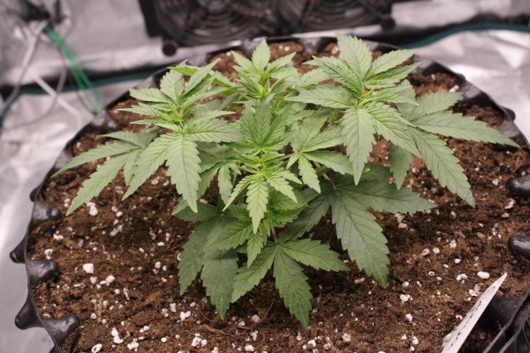 AK47 - Serious Seeds - Fem. Week 4 - Day 23