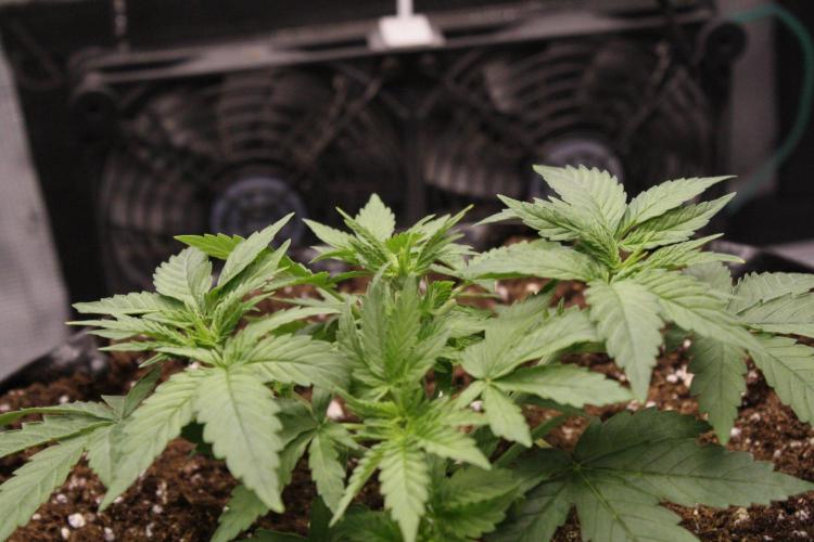 AK47 - Serious Seeds - Fem. Week 4 - Day 23