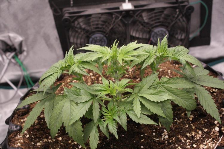 AK47 - Serious Seeds - Fem. Week 4 - Day 25