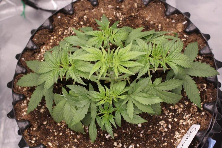 AK47 - Serious Seeds - Fem. Week 4 - Day 25