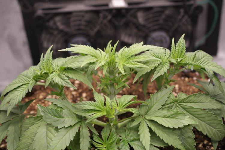 AK47 - Serious Seeds - Fem. Week 4 - Day 25