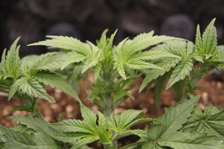 AK47 - Serious Seeds - Fem. Week 4 - Day 25