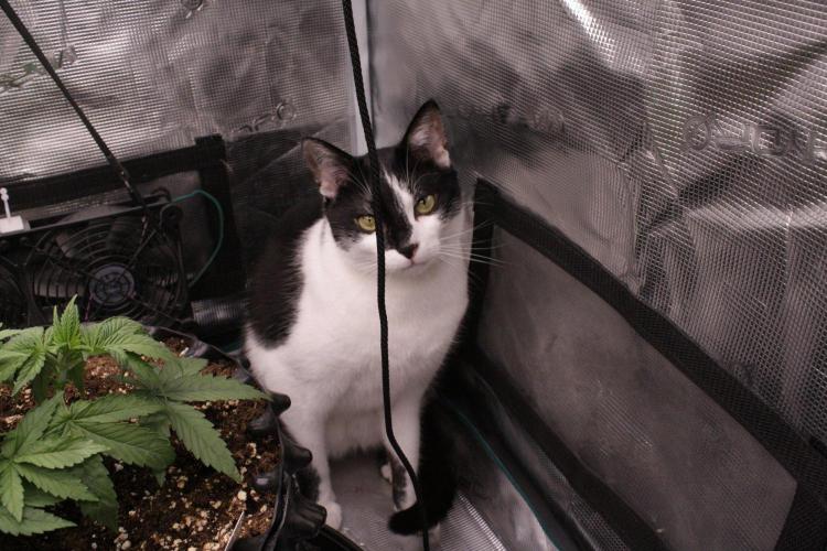 AK47 - Serious Seeds - Fem. Week 4 - Day 25 - winston says hi
