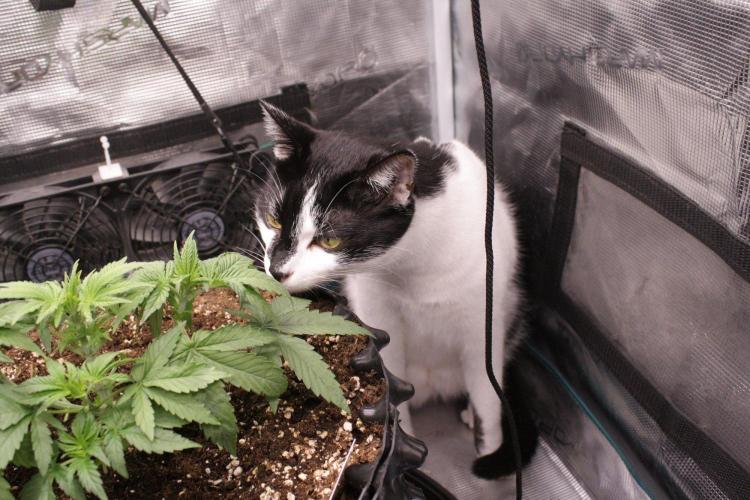 AK47 - Serious Seeds - Fem. Week 4 - Day 25 - winston checks progress