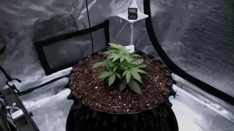AK47 - Serious Seeds - Fem