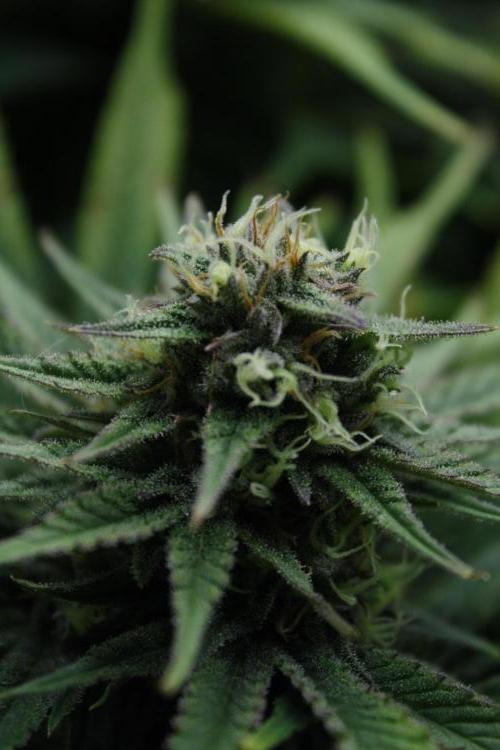 Durga Mata II CBD - 1:1 - Paradise Seeds. Week 13 - Day 90