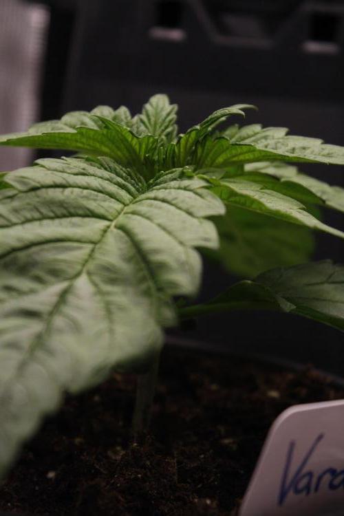 Sweetopia - Paradise Seeds. Week 3 - Day 15