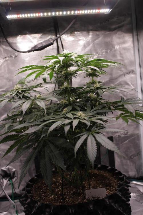 Sweetopia - Paradise Seeds. Week 10 - Day 67 35F